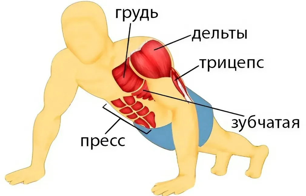 Классические отжимания: база для всех тренировок Классические отжимания: база для всех тренировок фото на sportnews.kz от 31 марта 2025 15:38