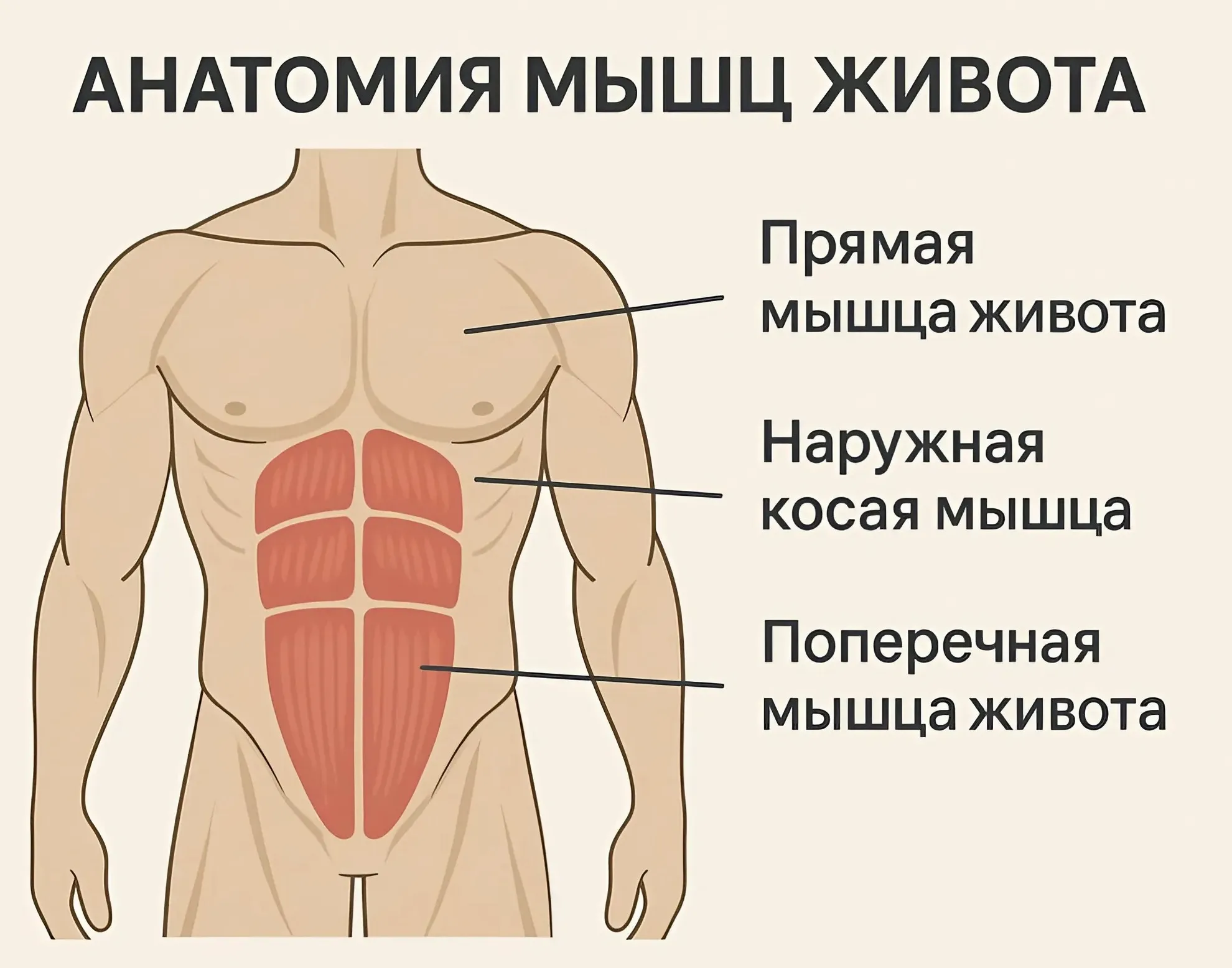 Анатомия мышц живота Нижний пресс и косые мышцы живота: части пресса фото на sportnews.kz от 20 мая 2025 09:02