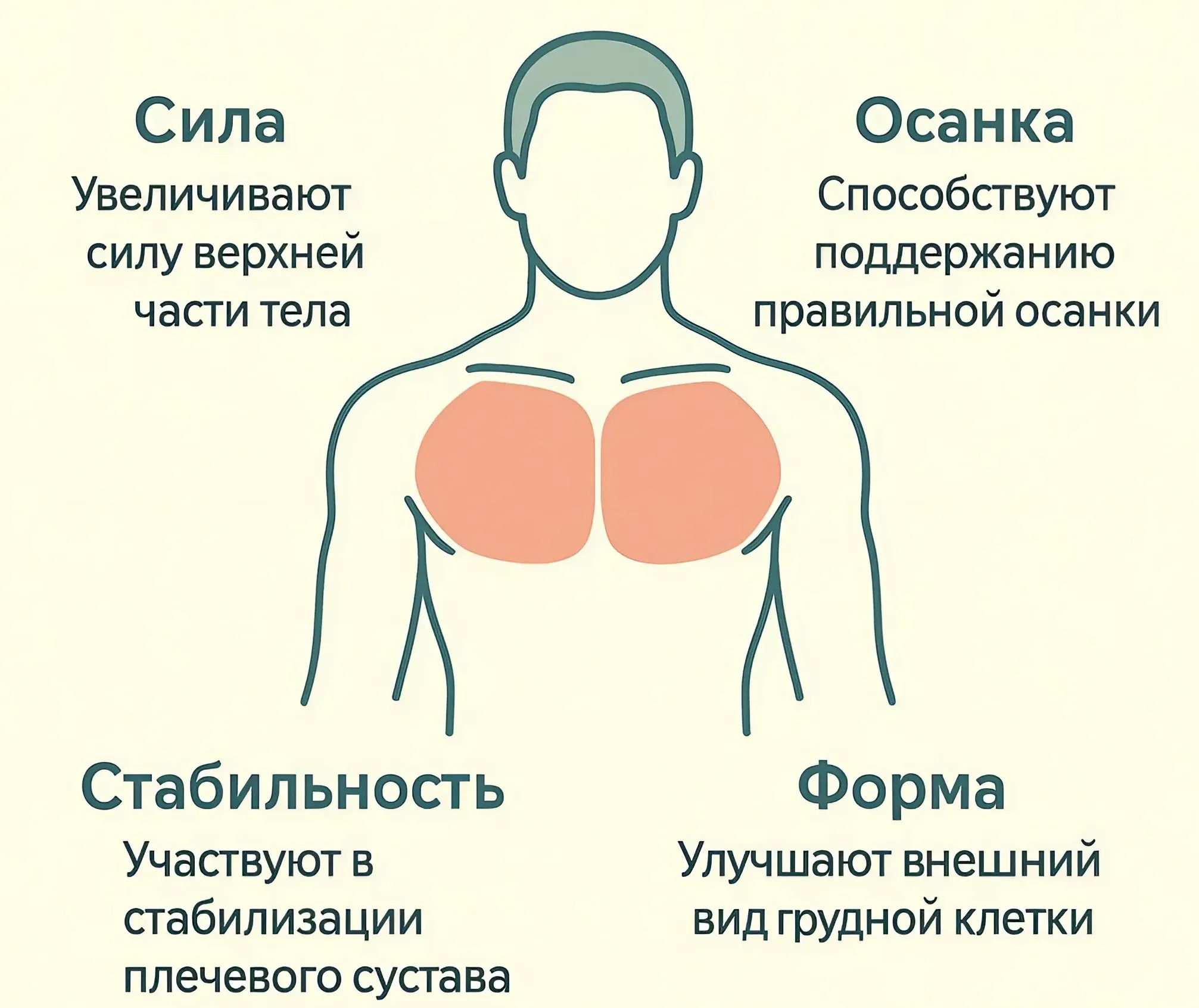 Иллюстративное фото Рассказываем, как правильно накачать грудные мышцы в домашних условиях. Программа лучших упражнений на грудь - базовая тренировка. фото на sportnews.kz от 22 мая 2025 16:56