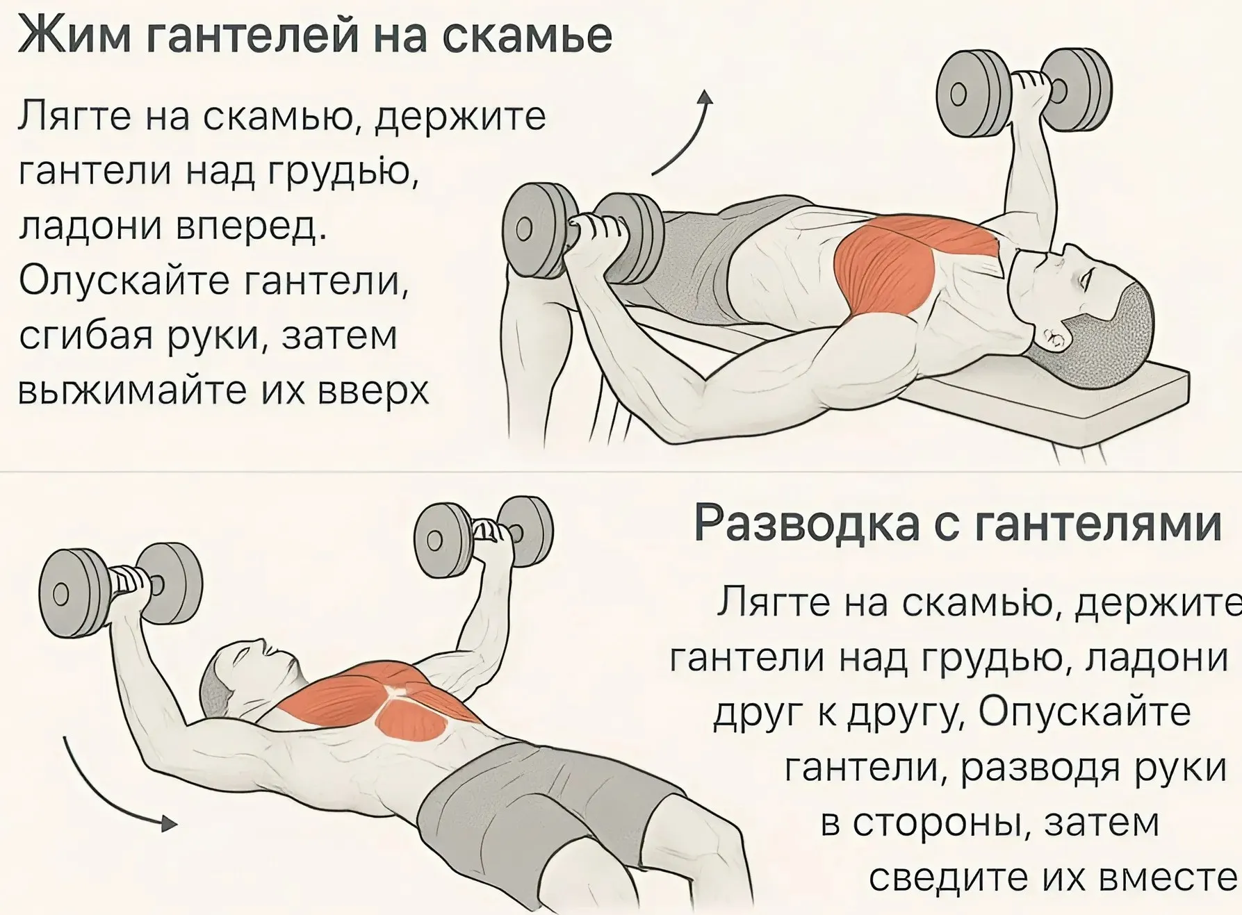 Иллюстративное фото Топ лучших упражнений для мышц груди: эффективная тренировка с гантелями в домашних условиях фото на sportnews.kz от 04 июня 2025 16:05